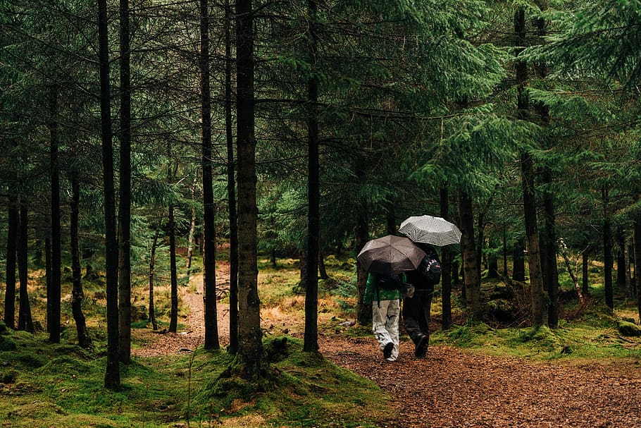 two person walking at pathway between pine trees, human, road HD wallpaper
