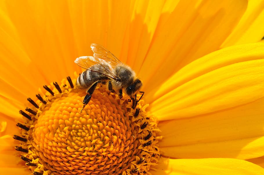 Bumble Bee on Yellow Daisy, bumblebee, close-up, flora, flower HD wallpaper