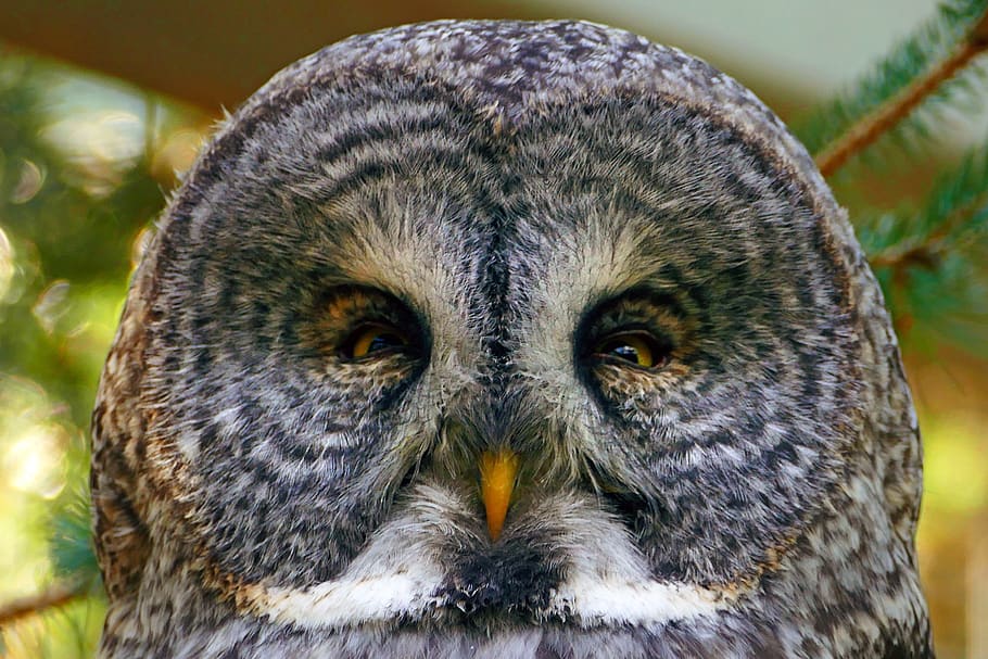 owl, great grey, head, feathers, bird, wildlife, nature, perched HD wallpaper