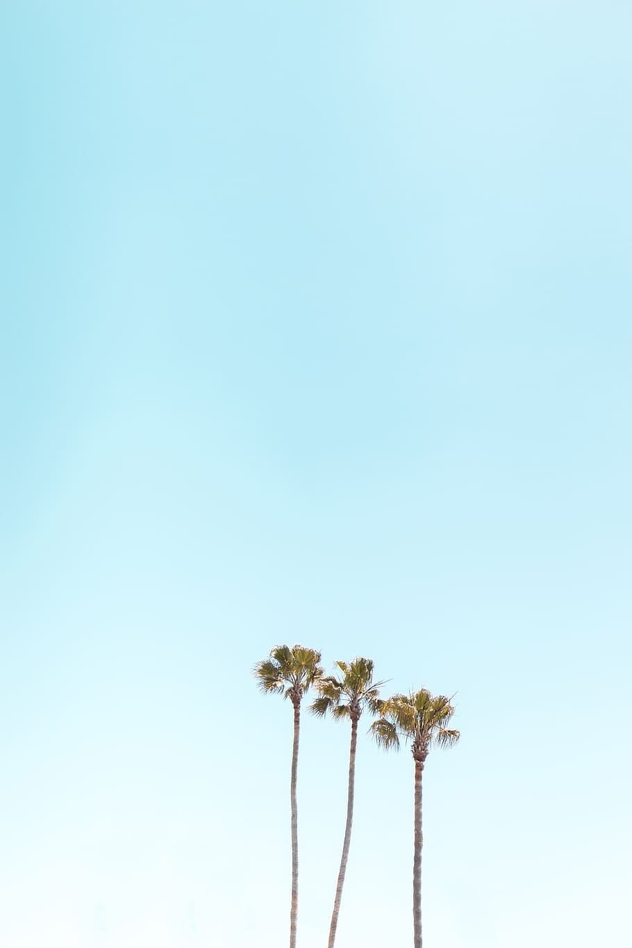 three palm trees, sky, copy space, plant, blue, nature, no people HD wallpaper