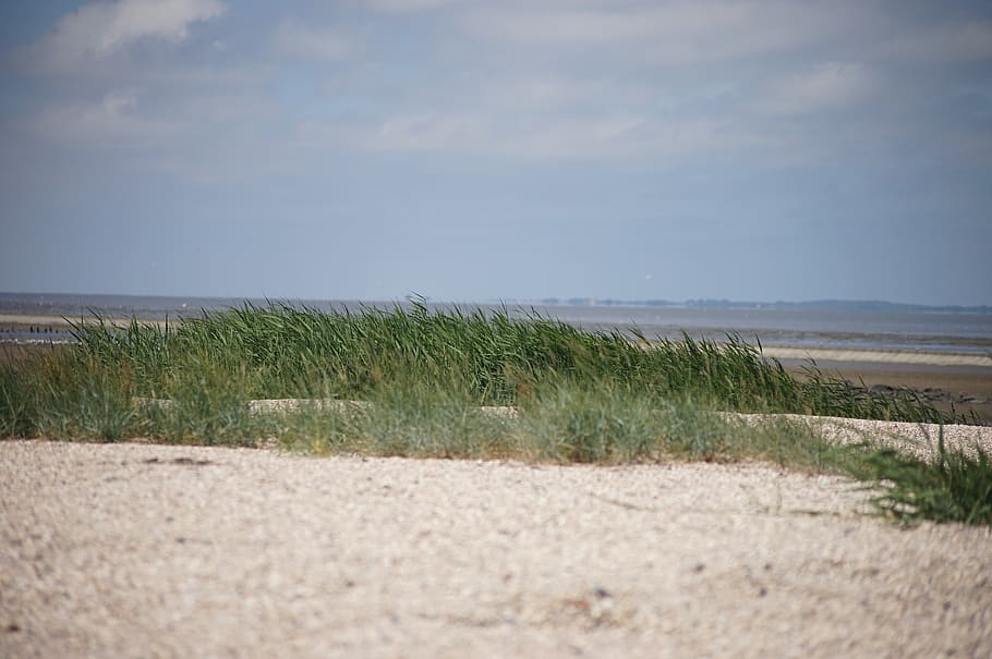 beach, coast, dune, sand, nature, landscape, ocean, grass, summer HD wallpaper