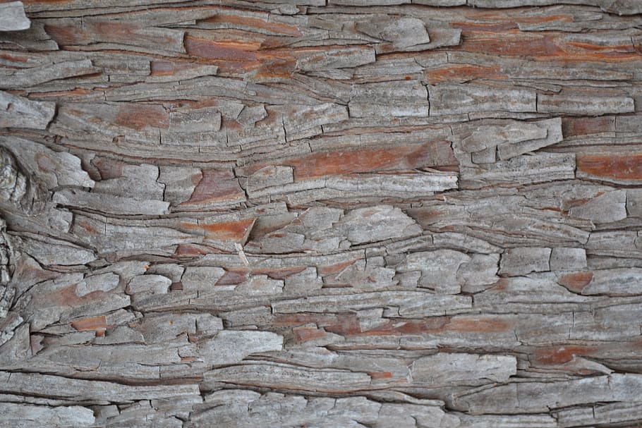tree, bark, wood, texture, 吠, 樹皮, full frame, backgrounds HD wallpaper