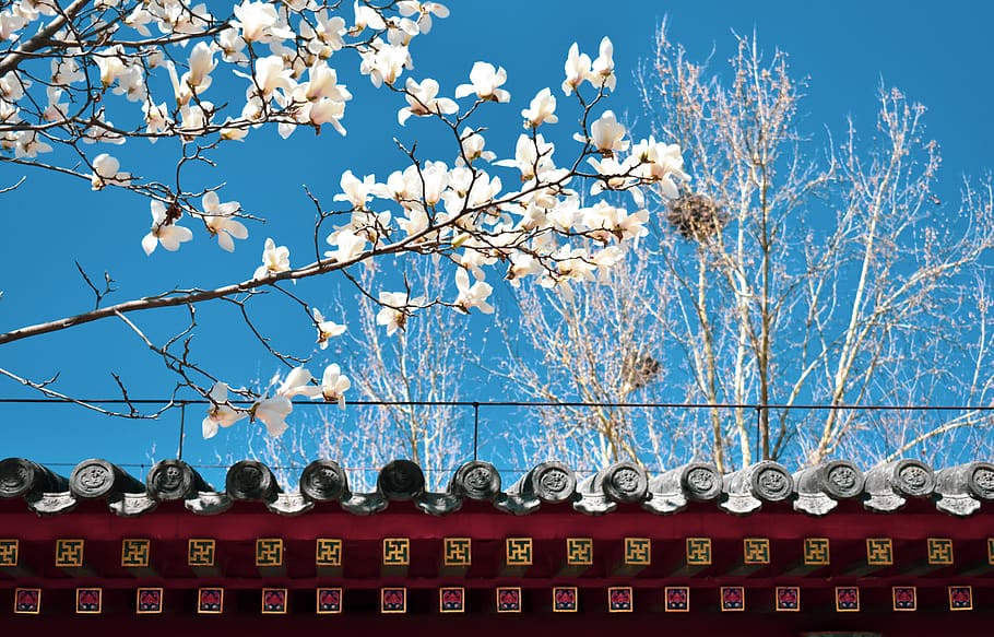magnolia, ancient architecture, eaves, china, spring, tree HD wallpaper
