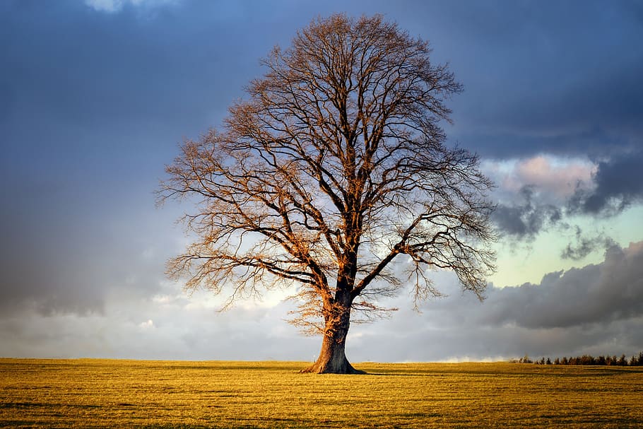 tree, winter, landscape, nature, field, cloud, sky, evening light HD wallpaper