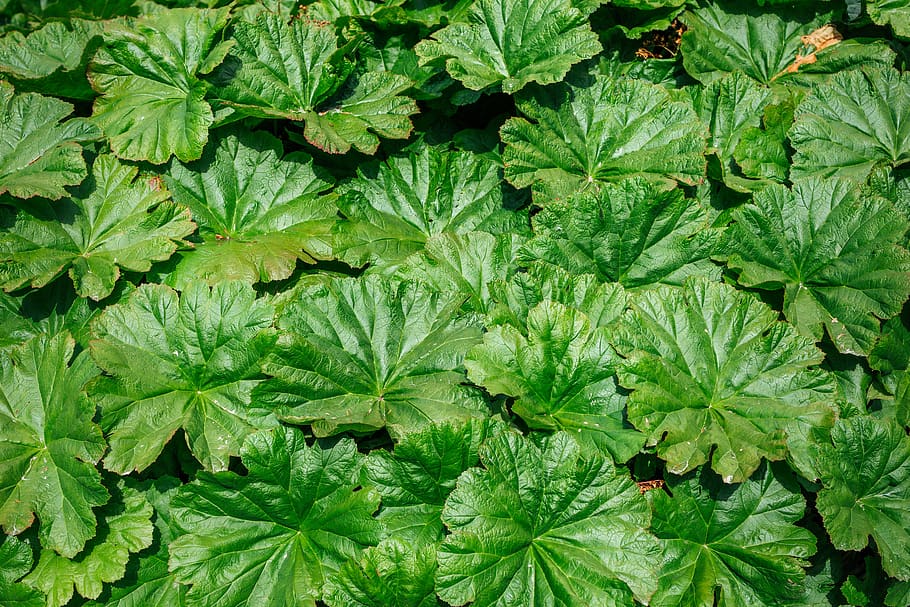 leaves, park, texture, plants, background, wallpaper, forest HD wallpaper
