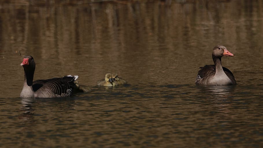 lake, spring, nature, cute, waterfowl, animals, chicks, animal themes HD wallpaper