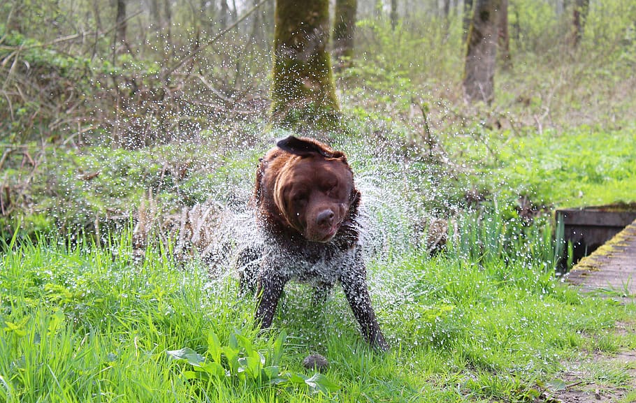 dog, mammal, animal themes, one animal, plant, domestic, pets HD wallpaper