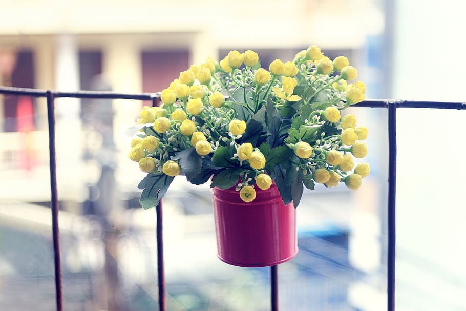 flower, decoration, flowering plant, freshness, beauty in nature HD wallpaper