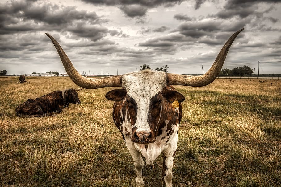 longhorn, steer, cattle, animals, sunset, dusk, closeup, meadow, HD wallpaper
