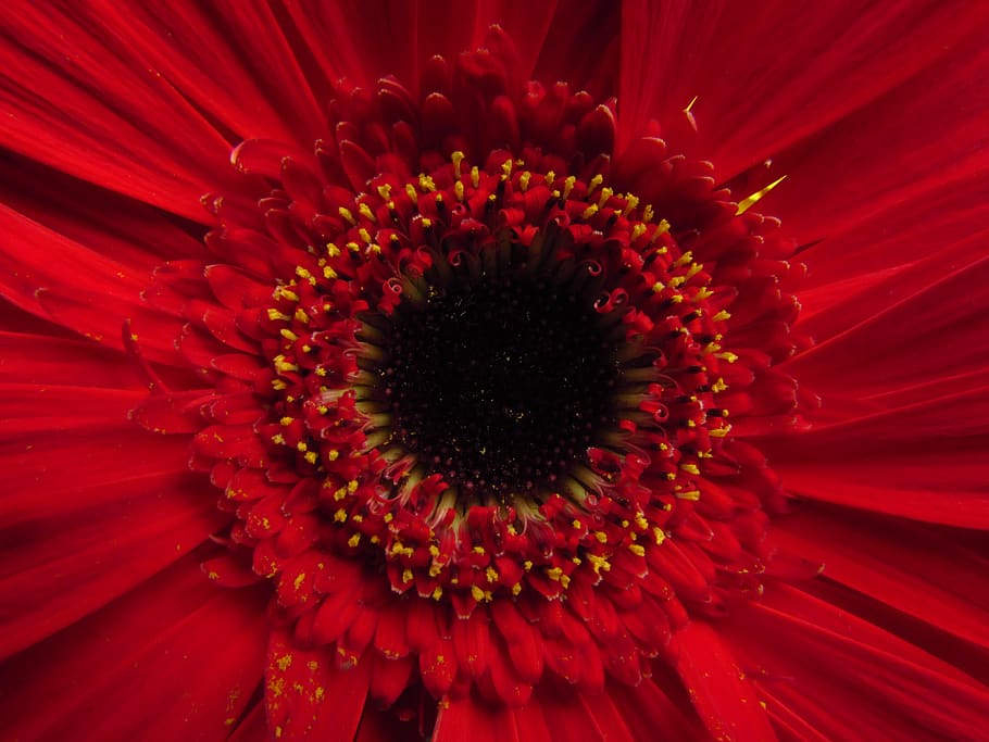 netherlands, delft, red, close, flower, macro, flowering plant HD wallpaper