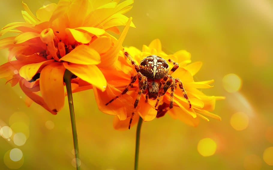 spider perching on yellow flower, plant, honey bee, insect, invertebrate HD wallpaper
