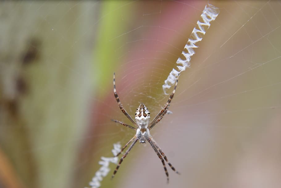 spider, insect, web, arachnid, chilling, nature, garden, predator HD wallpaper