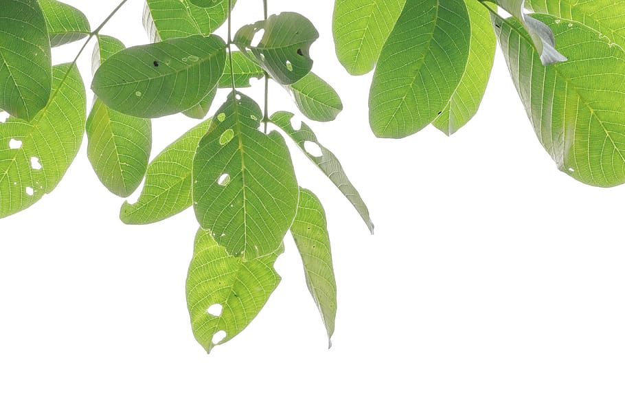 green leafed plant, plant part, green color, growth, close-up HD wallpaper