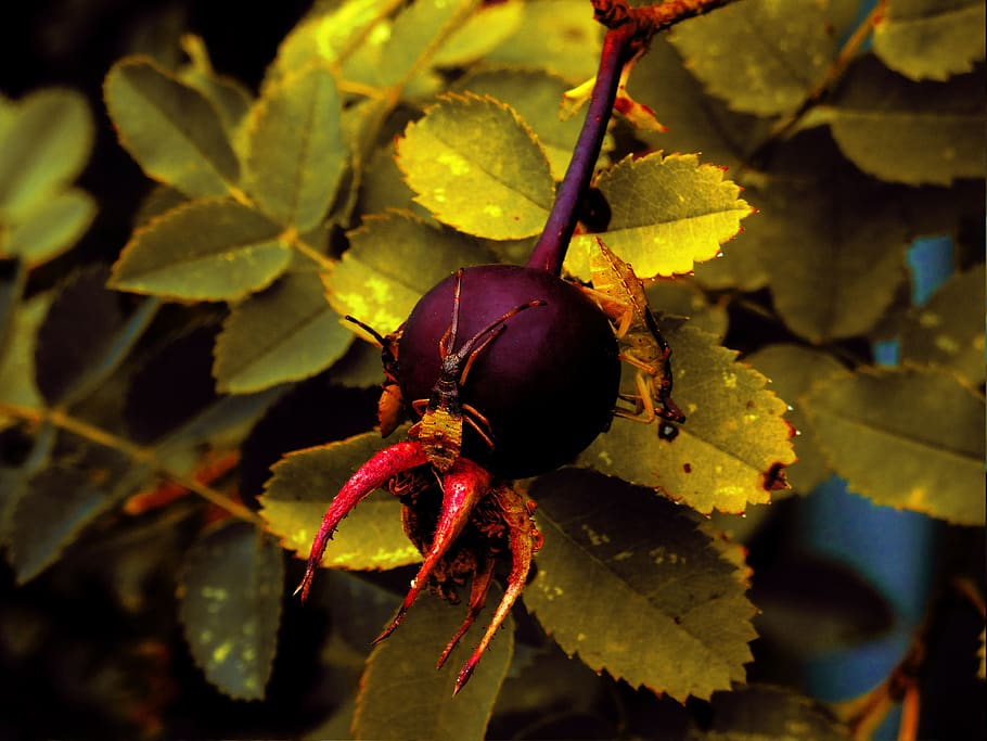 insect, nature, berry, leaf, leaves, bug, fruit, green, plant HD wallpaper