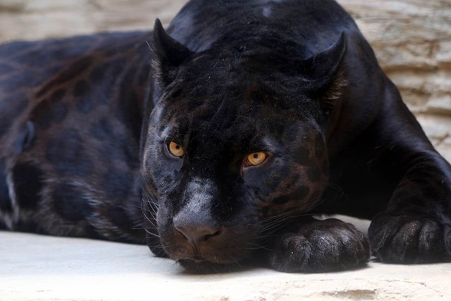 Download A fierce black jaguar stalks her prey Wallpaper | Wallpapers.com