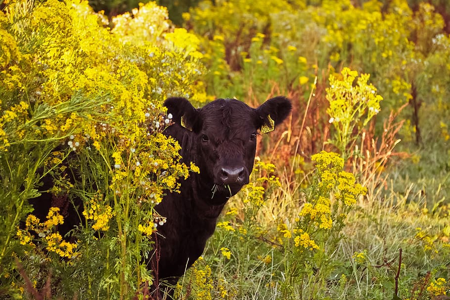 oilseed rape, beef, field, landscape, nature, cattle, rural HD wallpaper