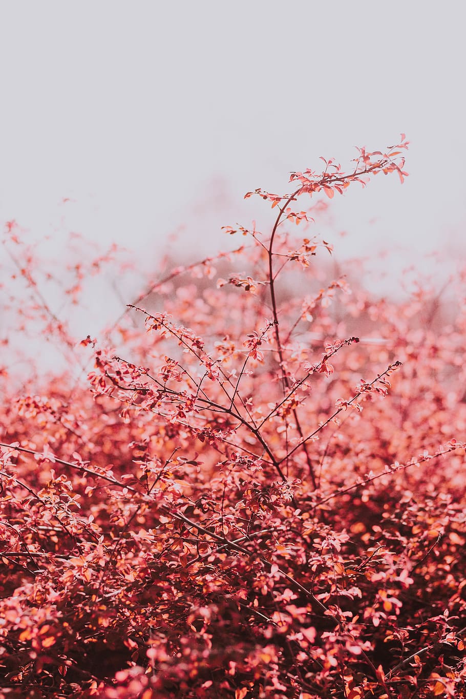 red flowering tree, plant, pink color, beauty in nature, flowering plant HD wallpaper