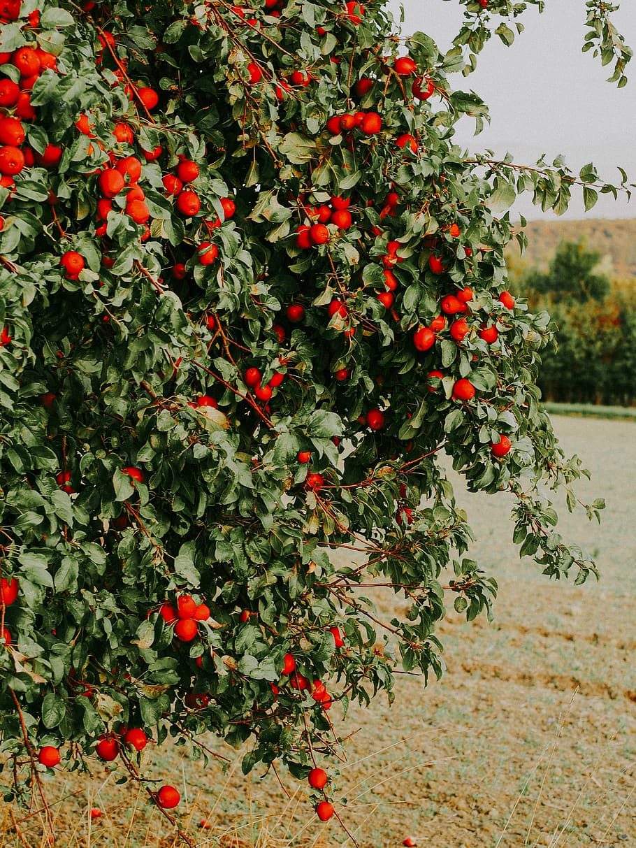 tree, apple, red, naure, plant, growth, food, food and drink HD wallpaper