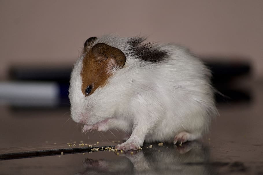 hamster, pet, eating, pets, rodent, animal, animal themes, one animal HD wallpaper