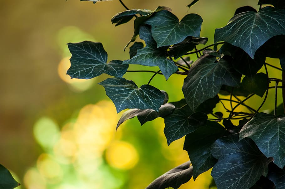 Selective-focus Photography of Green Leaf Plant, blur, branch HD wallpaper