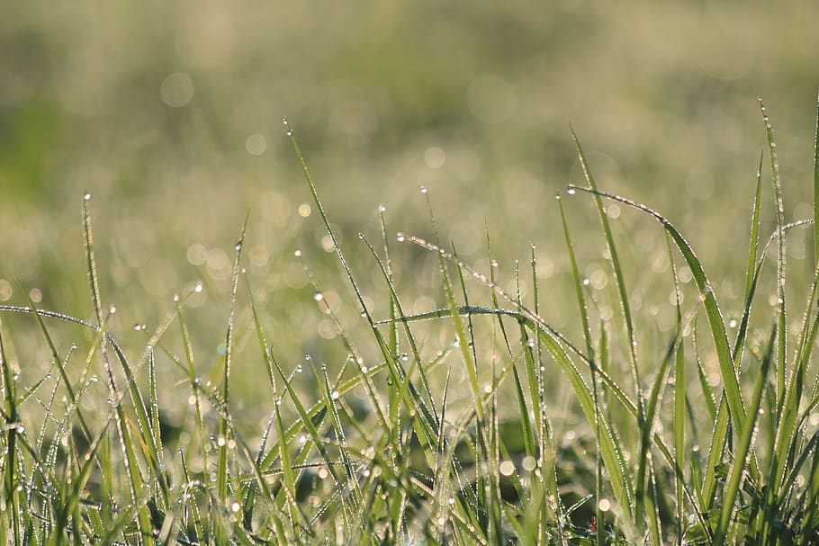 grass, dew, green, meadow, nature, morning, drops, hd wallpaper HD wallpaper