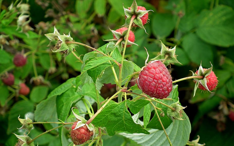 raspberries, fruit, vitamins, summer, bio, mature, garden, bush HD wallpaper