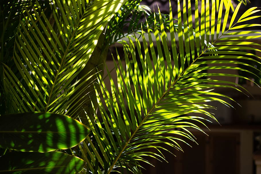 green palm tree, plant, vegetation, conifer, leaf, arecaceae, HD wallpaper