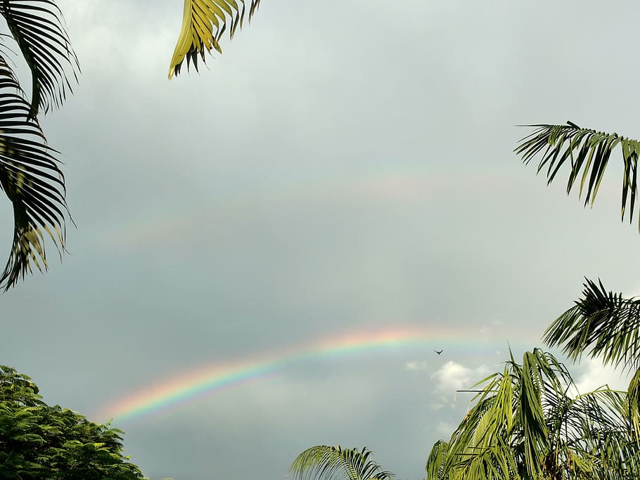 brazil, indaial, rainbow, tree, plant, beauty in nature, palm tree, HD wallpaper