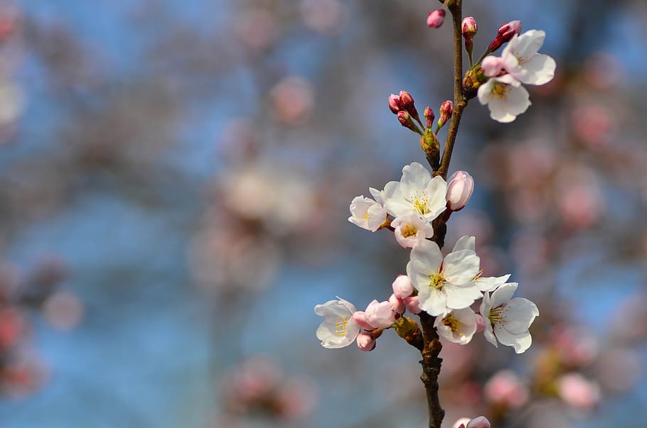 flowers, spring, plants, cherry blossom, flowering, flowering plant HD wallpaper