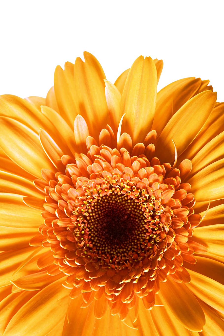 gerbera, flower, background, white, closeup, isolated, decoration, HD wallpaper