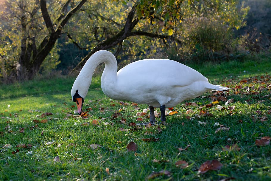 mute swan, ducks, duck bird, water bird, swans, animal world