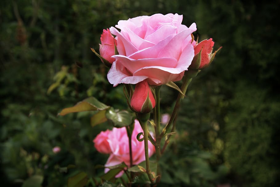 rose, garden, denmark, flower, flowering plant, petal, beauty in nature HD wallpaper