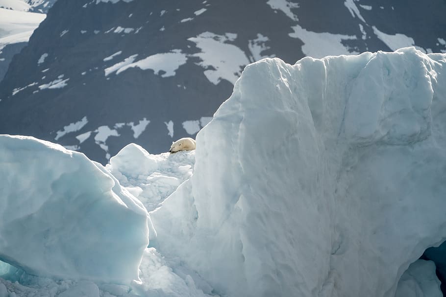 polar bear on top of glacier, ice, outdoors, nature, mountain, HD wallpaper
