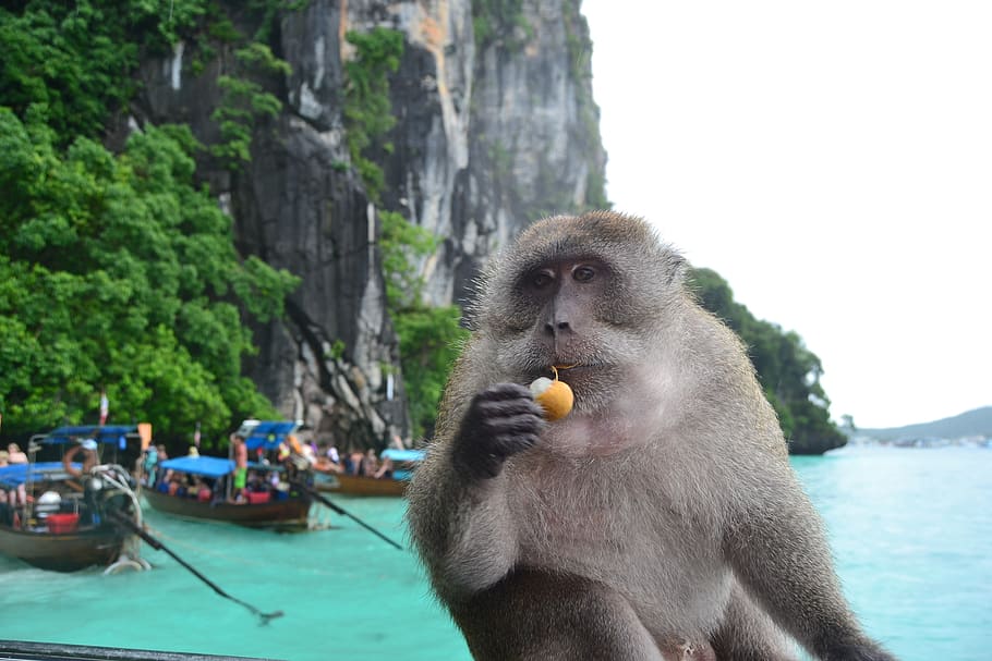 thailand, monkey, beach, fruit, island, boat, animal themes, HD wallpaper