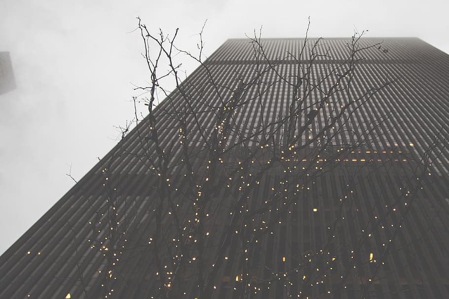 tree, lights, building, tower, architecture, built structure HD wallpaper