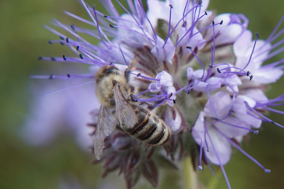 nature, bee, wasp, close, close up, insect, blossom, bloom HD wallpaper