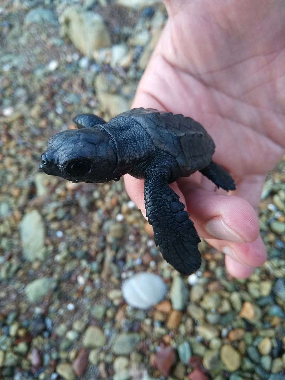 turtle, beach, see, black, human hand, animal themes, animal wildlife HD wallpaper
