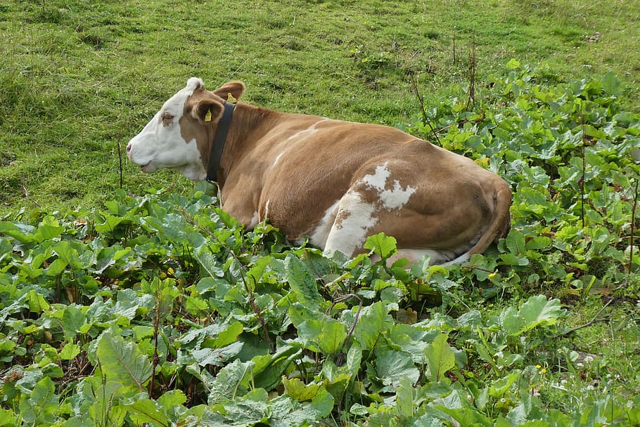 cow, rest, whey, alps, austria, nature, grass, cattle, grassland HD wallpaper