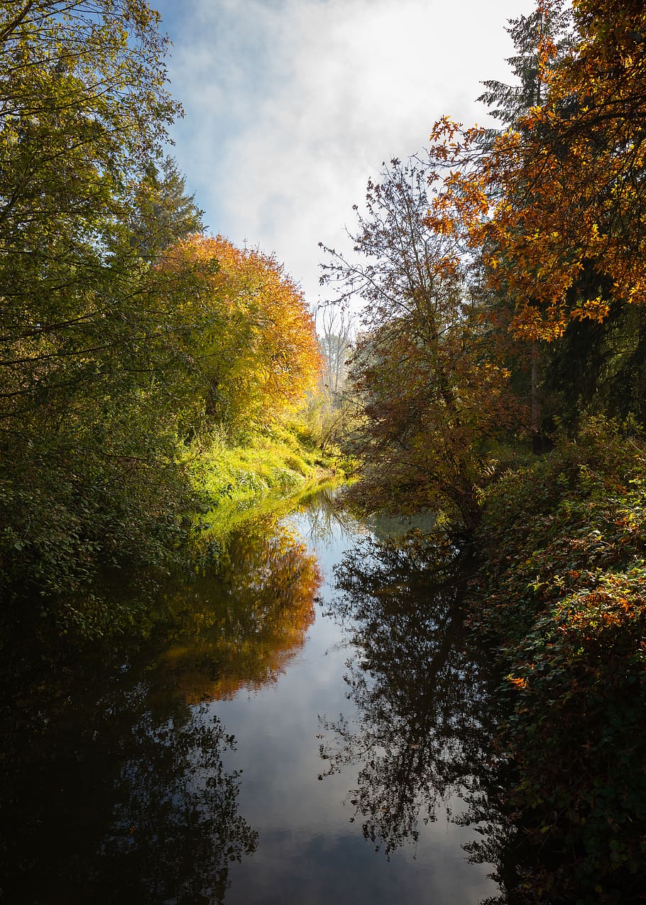 green trees along river, water, ditch, outdoors, nature, united states HD wallpaper