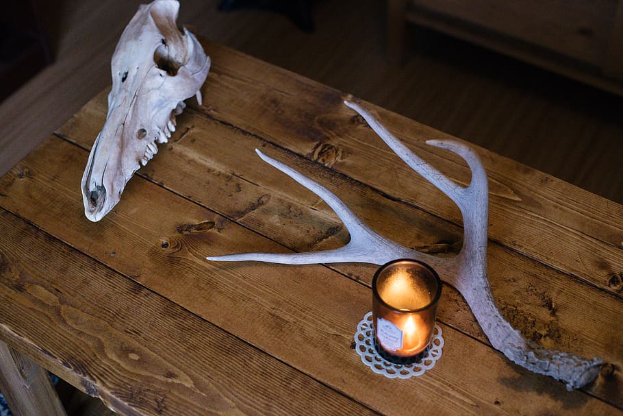 decoration, skull, bone, inside, cozy, candle, chic, shabby HD wallpaper