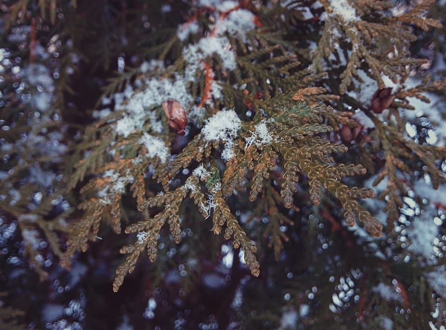 minsk, tree, snow, close-up, cold temperature, nature, no people HD wallpaper
