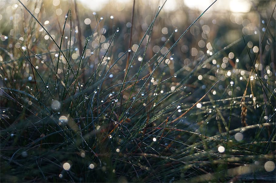 grass, drip, meadow, close up, green, drop of water, nature, HD wallpaper