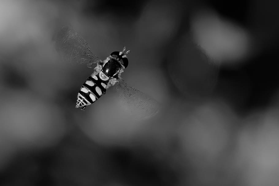 grayscale photo of bee, insect, wasp, sydney, australia, fly, HD wallpaper