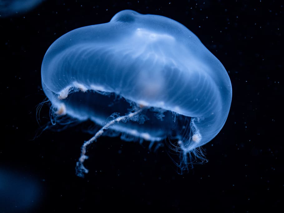 jellyfish illustration, animal themes, animal wildlife, animals in the wild HD wallpaper