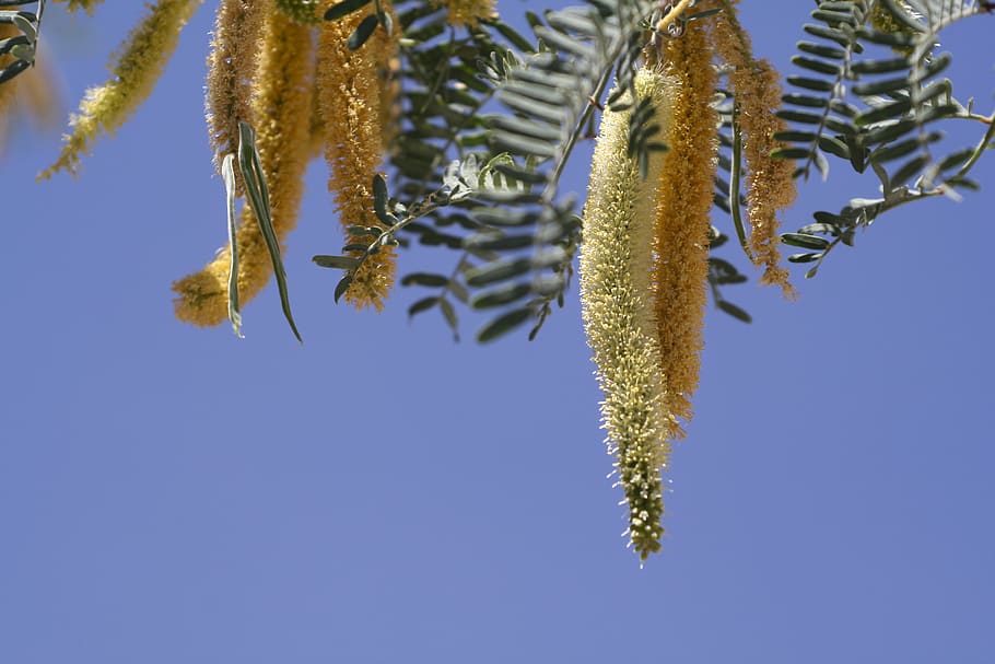 mesquite, blossom, spring, summer, desert, blue, sky, yellow HD wallpaper