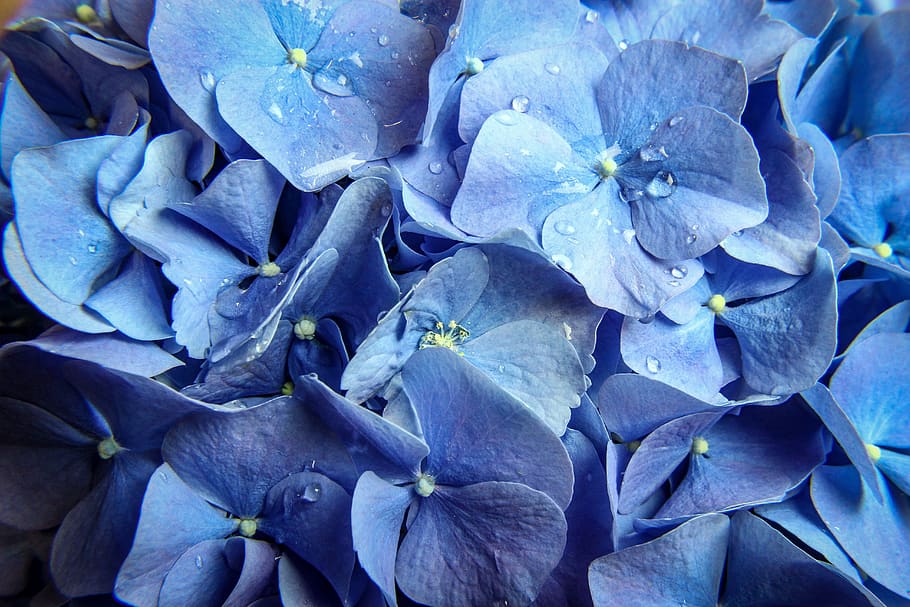 flower, nature, garden, flora, color, blue, natural, blossom HD wallpaper