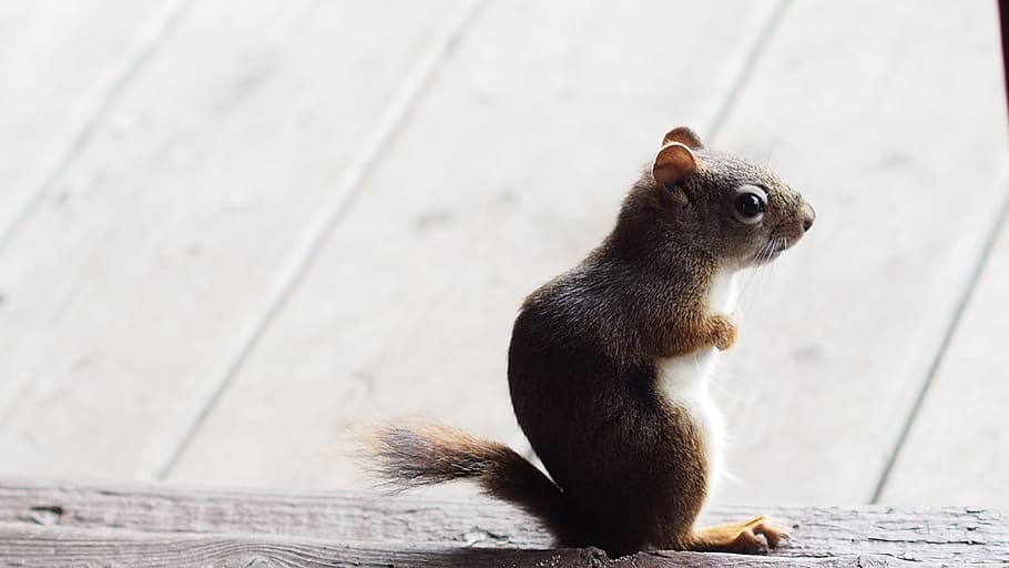 Chipmunk Standing On Brown Wooden Surface, adorable, animal, close-up HD wallpaper