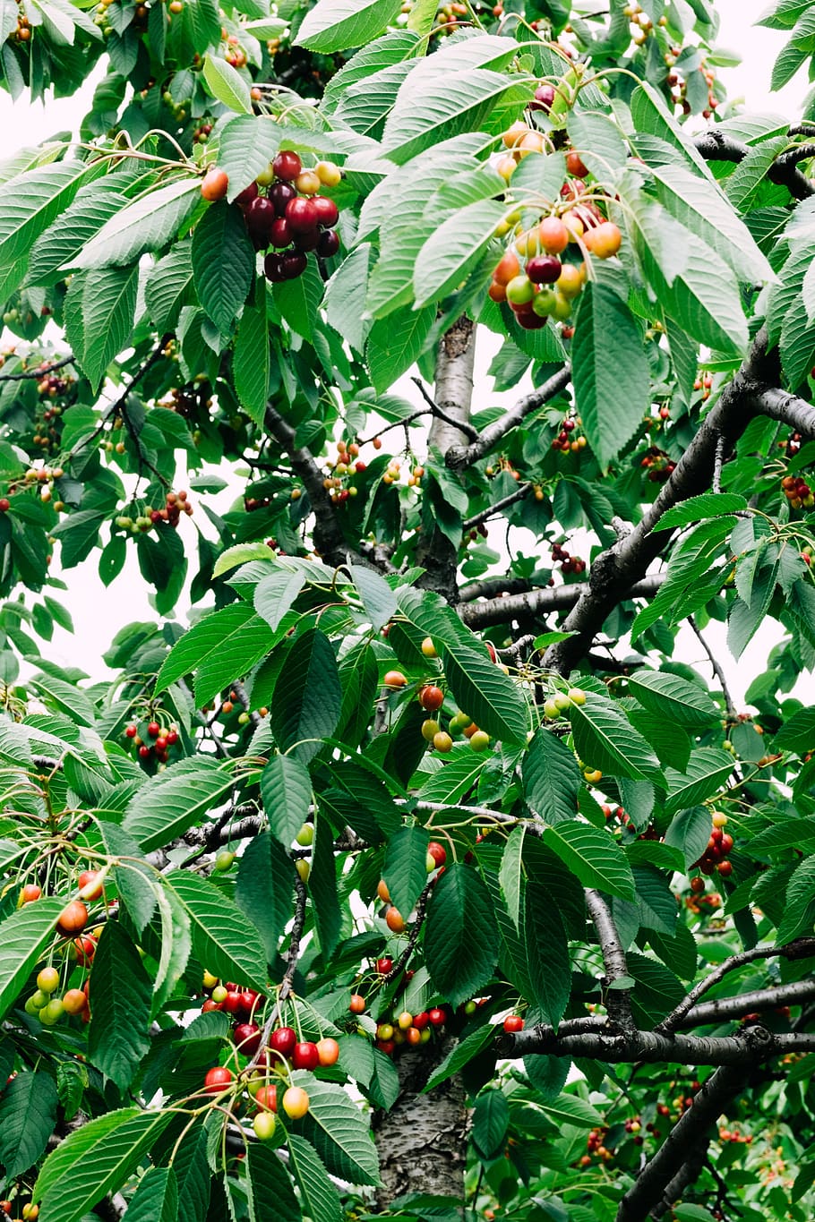 Cherries on tree, agriculture, background, berry, branch, bunch