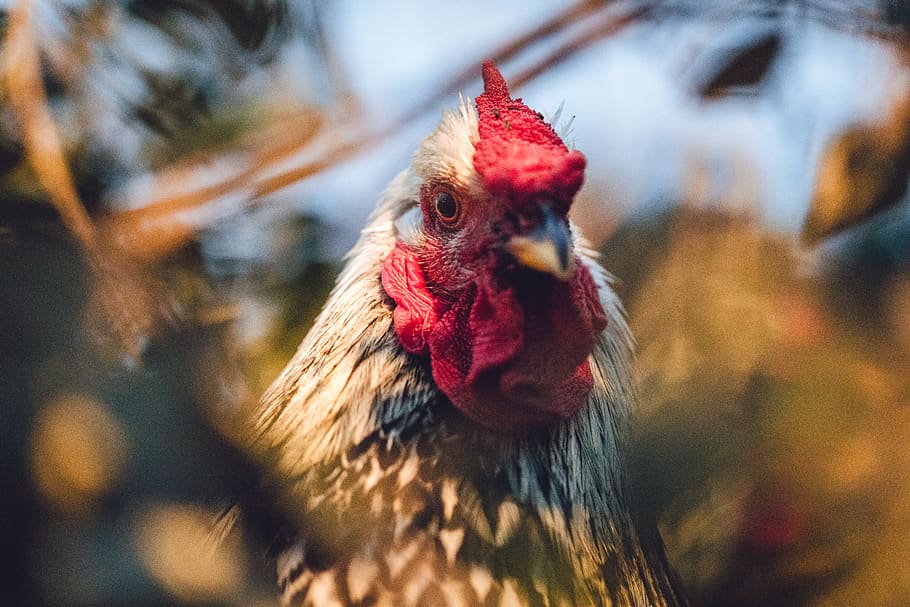 white and black rooster, chicken, fowl, poultry, animal, bird HD wallpaper