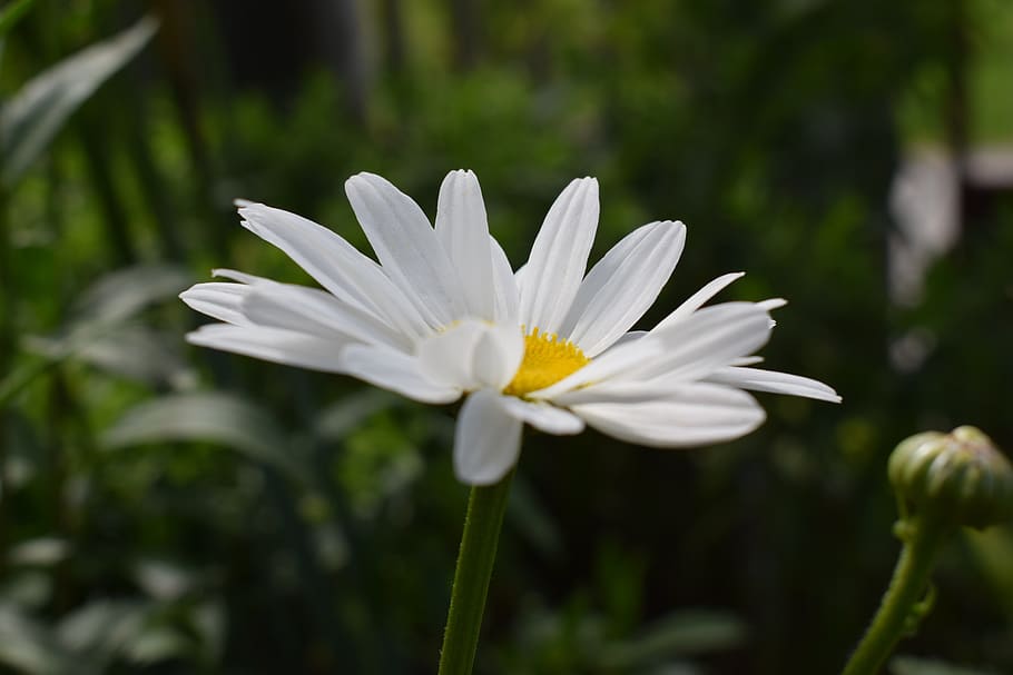 summer, flora, bloom, blossom, nature, daisy, flower, flowering plant HD wallpaper